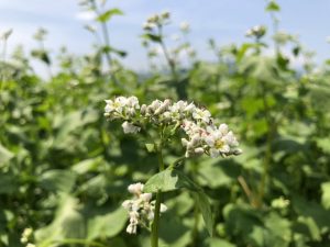 振込口座の「銀行名」変更のお願い（2026年1月1日～）