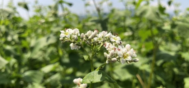 振込口座の「銀行名」変更のお願い（2026年1月1日～）